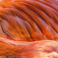 Buy canvas prints of Colorful Orange Pink Feather American Flamingo Florida by William Perry