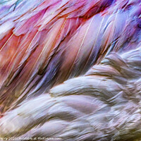 Buy canvas prints of Colorful White Pink Feathers Greater Flamingo Florida by William Perry