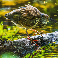 Buy canvas prints of Immature Green Heron Looking For Fish Florida by William Perry