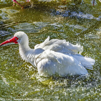 Buy canvas prints of American White Ibis Splashing Florida by William Perry