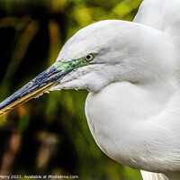 Buy canvas prints of Great White Egret Florida by William Perry