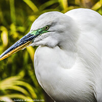 Buy canvas prints of Great White Egret Florida by William Perry