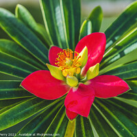 Buy canvas prints of Red Yellow Clivia Flower Florida by William Perry