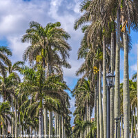 Buy canvas prints of Palm Trees Street Buildings Palm Beach Florida by William Perry