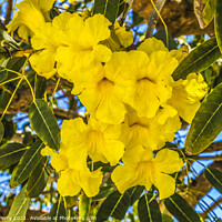 Buy canvas prints of Yellow Tropical Flowers Caribbean Trumpet Tree Palm Beach Florid by William Perry