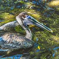 Buy canvas prints of Colorful Brown Pelican Reflection Florida by William Perry