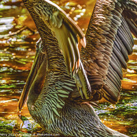 Buy canvas prints of Colorful Brown Pelican Reflection Florida by William Perry