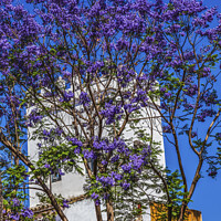 Buy canvas prints of Colorful Buildings Jacaranda Flowers Santa Cruz Garden District  by William Perry
