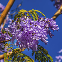 Buy canvas prints of Colorful Jacaranda Flowers Seville Spain by William Perry