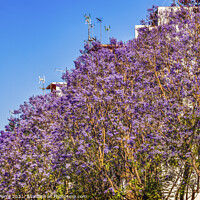 Buy canvas prints of Colorful Jacaranda Flowers Along Road Seville Spain by William Perry