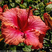 Buy canvas prints of Pink Vista Orange Tropical Hibiscus Flower California by William Perry