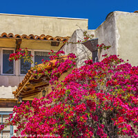Buy canvas prints of Pink Bougainvillea Old Town San Diego California  by William Perry