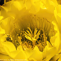 Buy canvas prints of Yellow Prickley Pear Cactus Flower Old Town San Diego California by William Perry