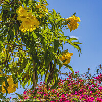 Buy canvas prints of Trumpetbush Pink Bougainvillea Shops Old Town San Diego Californ by William Perry