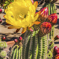 Buy canvas prints of Yellow Prickley Pear Cactus Flower Old Town San Diego California by William Perry