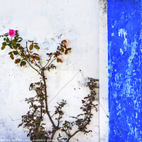 Buy canvas prints of Blue White Wall Pink Rose Obidos Portugal by William Perry