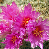 Buy canvas prints of Pink Cactus Flowers Sonoran Desert Phoenix Arizona by William Perry