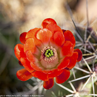 Buy canvas prints of Orange Cactus Flower by William Perry