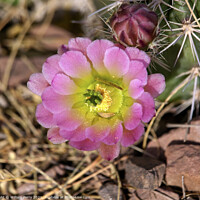 Buy canvas prints of Pink Cactus Flower desert museum phoenix arizona by William Perry