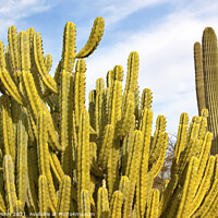 Buy canvas prints of Organ Pipe Cactus Saguaro Desert Botanical Garden Phoenix Arizon by William Perry