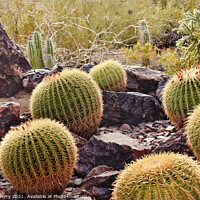 Buy canvas prints of Golden Barrel Cactuses Desert Botanical Garden Phoenix Arizona by William Perry