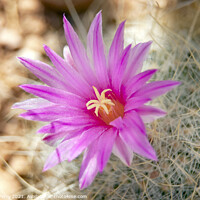 Buy canvas prints of Pink Cactus Flower Sonoran Desert Phoenix Arizona by William Perry