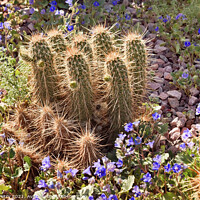 Buy canvas prints of Pipe Cactus Blue Flowers Desert Botanical Garden Phoenix Arizona by William Perry