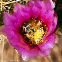 Buy canvas prints of Pink Cactus Flower Bee phoenix arizona by William Perry
