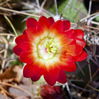 Buy canvas prints of Red Cactus Flower by William Perry