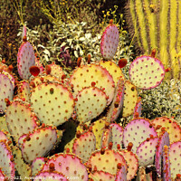 Buy canvas prints of Purple Prickly Pear Cactus Opuntia Santa-Rita Desert Botanical G by William Perry