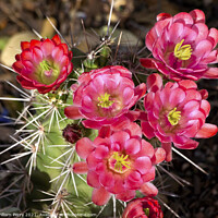 Buy canvas prints of Pink Red Cactus Flowers Sonoran Desert Phoenix Arizona by William Perry