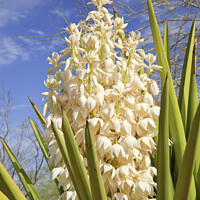 Buy canvas prints of White Yucca Cactus Flowers by William Perry