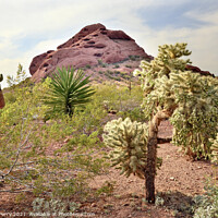 Buy canvas prints of Joshua Trees Saguaro Cactus Desert Botanical Garden Phoenix Ariz by William Perry