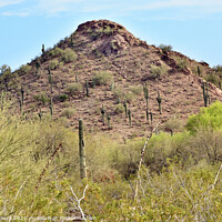 Buy canvas prints of Saguaro Cactus Desert Botanical Garden Phoenix Arizona by William Perry