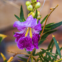 Buy canvas prints of Desert Willow Chilopsis Yellow Pink Purple Blossom Blooming Macr by William Perry
