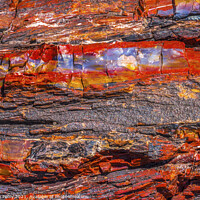 Buy canvas prints of Petrified Wood Rock Abstract Background National Park Arizona by William Perry