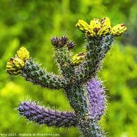 Buy canvas prints of Yellow Blossoms Cane Cholla Cactus  by William Perry