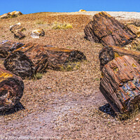 Buy canvas prints of Petrified Wood Rock Logs National Park Arizona by William Perry