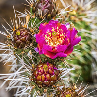 Buy canvas prints of Pink Blossom Coastal Cholla Cactus Blooming Macro by William Perry