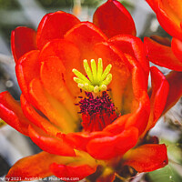 Buy canvas prints of Red Orange Flowers Claret Cup Cactus  by William Perry