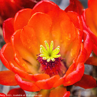 Buy canvas prints of Red Orange Flowers Claret Cup Cactus  by William Perry