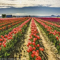 Buy canvas prints of Pink Tulip Fields Farm Skagit County, Washington by William Perry
