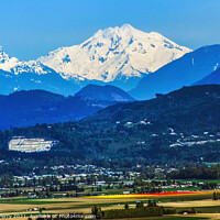 Buy canvas prints of Snowy Mount  Baker at Tulip Time  by William Perry