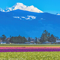 Buy canvas prints of Colorful Tulips Farm Snowy Mount Baker Skagit Valley Washington by William Perry