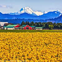 Buy canvas prints of Mount Shuksan Skagit Valley Yellow Daffodils Flowers Washington  by William Perry