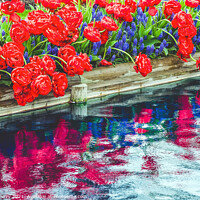 Buy canvas prints of Red Tulips Blue Grape Hyacinty Reflection Skagit Valley Washingt by William Perry