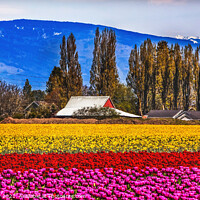 Buy canvas prints of Purple Red Yellow Tulips Flowers Skagit Valley Washington State by William Perry