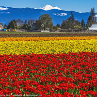 Buy canvas prints of Colorful Red Tulips Farm Snowy Mount Baker Skagit Valley Washing by William Perry
