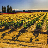 Buy canvas prints of Yellow Tulip Fields with Shadows by William Perry