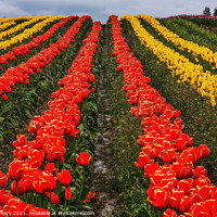 Buy canvas prints of Red Yellow Tulip Hills Flowers Skagit Valley Washington State by William Perry